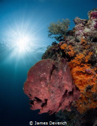 Pretty reef, nice sunburst. Enough said! by James Deverich 